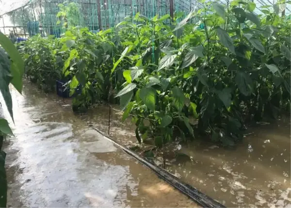 ANTALYA DEMRE'DE SERALARI, EVLERİ SU BASTI