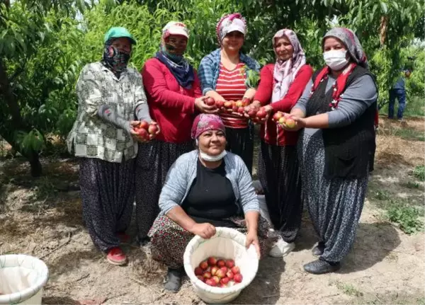 Kısıtlamada 'erkenci nektarin' hasadı sürüyor