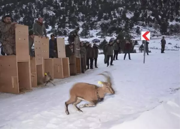 KARANLIKDERE KANYONU TABİAT PARKI'NA 7 YABAN KEÇİSİ BIRAKILDI