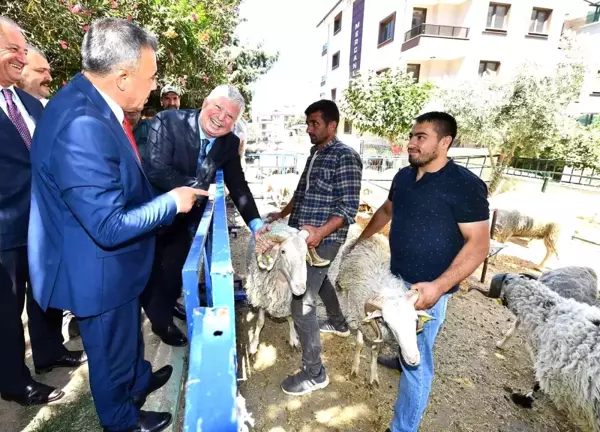 İzmir Büyükşehir Belediyesi'nin Küçükbaş Üreticisine Desteği Sürüyor