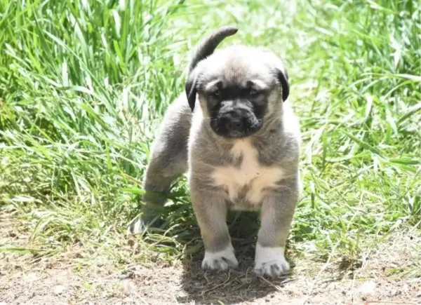 Kangal köpeklerinin davranışları yapay zeka ile inceleniyor