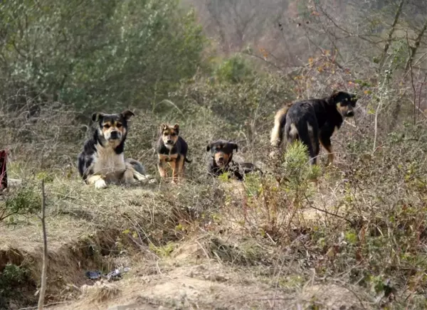 Çiğ etle beslenen köpekler mahallede tehlike saçıyor