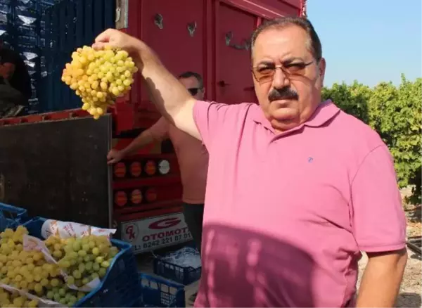 SULTANİYE ÜZÜMÜNDE HASAT BAŞLADI, İLK ÜRÜNLER RUSYA VE AVRUPA ÜLKELERİNE