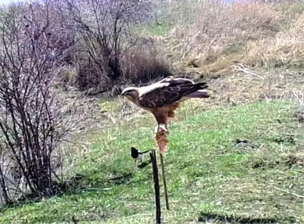 Nesli tükenmekte olan kızıl kuyruklu şahin, Erzincan'da ortaya çıktı