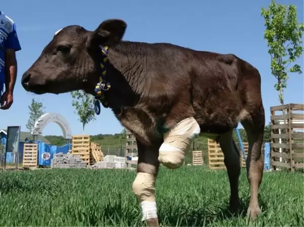 DOĞUMDA OLUŞAN KIRIKLAR NEDENİYLE BACAĞI KESİLEN BUZAĞI, EMEKLİ HAYVANLAR ÇİFTLİĞİ'NDE