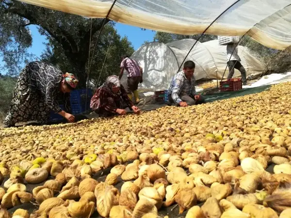 Aydın'da incir üreticisi alıcı çıkmamasından dolayı dertli