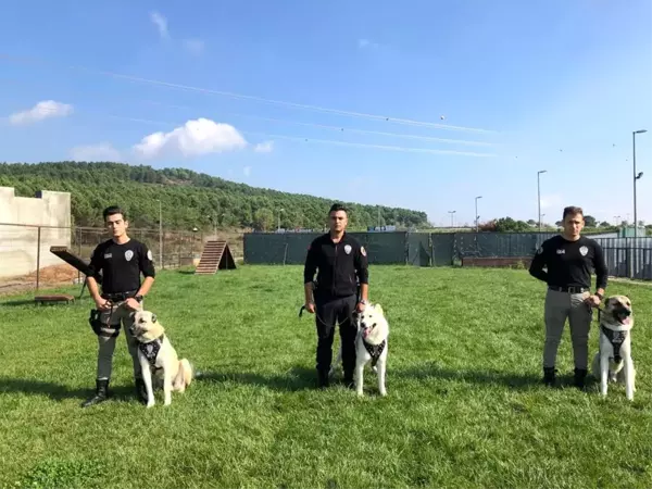 İstanbul Emniyeti'nin özel köpeklerinin zorlu eğitimi görüntülendi