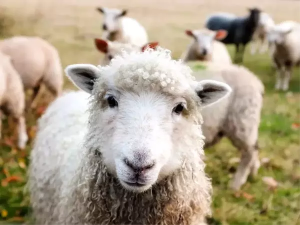 Rüyada beyaz koyun görmek ne anlama gelir? Rüyada kuzu, koç görmek ne anlama gelir? Rüyada koyun sürüsü görmek ne demek?