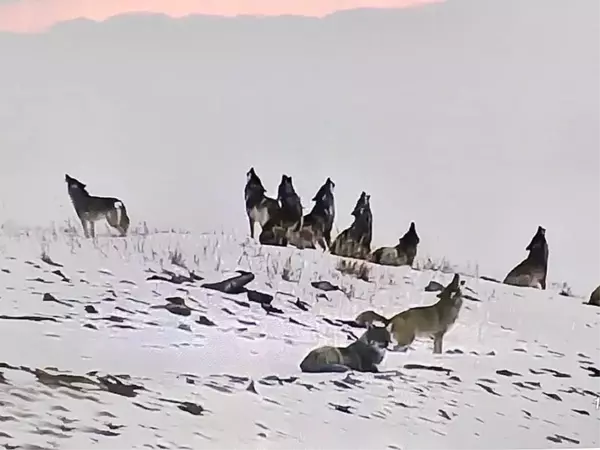 Kurtlar, ısınmak için doğal gaz kompresör istasyonunu bastı