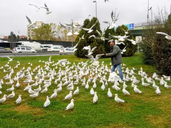 Bakırköy'de her gün yüzlerce martıyı elleriyle besliyor