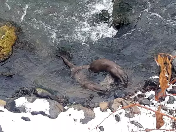 Tunceli'de su samurları balık avlarken görüntülendi