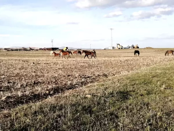 Sarıkamış'ta yılkı atları doğal ortamda görüntülendi