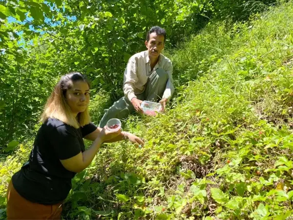 Dağlardan 4 saatte ancak 1 kilo toplanabiliyor, 150-200 TL'den satılıyor