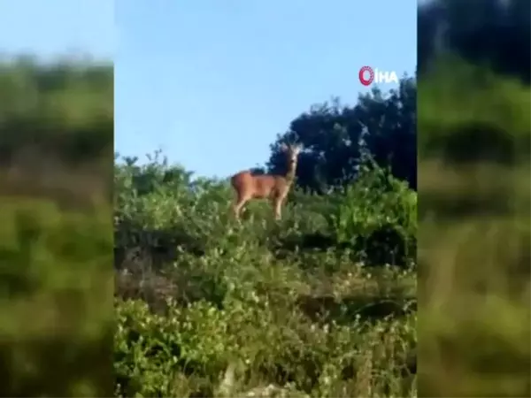 İstanbul'da şaşırtan görüntü, otoban kenarında karaca görüntülendi