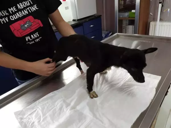 Saldırıya uğrayan köpek tedavi altına alındı