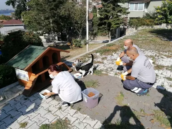 Beykoz Belediyesi 4 Ekim Hayvanları Koruma Gününde sokak hayvanlarını unutmadı