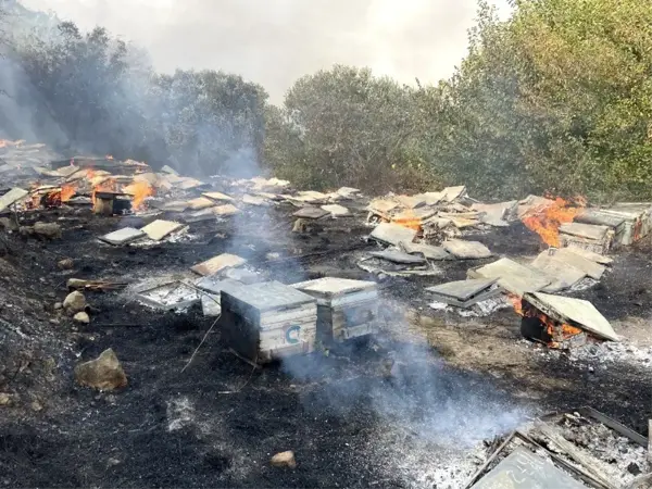 Samandağ'daki yangında arı kovanları kül oldu