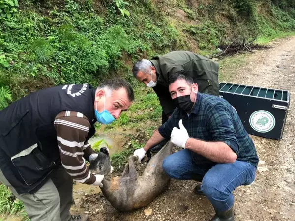 Dereye düşen yaralı karaca tedavi edildi