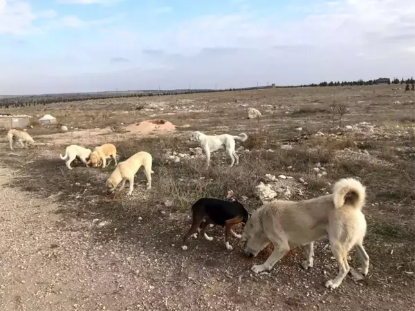 Vatandaştan 'Bu köpeklere biri baksın' çağrısı