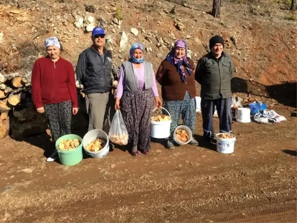 Fakirin eti çıntar mantarı için ormana akın başladı