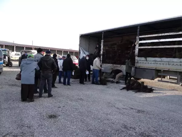 İlçe nüfusunun iki katından fazla ceviz fidanı dağıtıldı