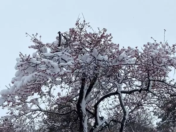 Yalancı bahara aldanıp çiçek açan ağaçlar kar altında kaldı