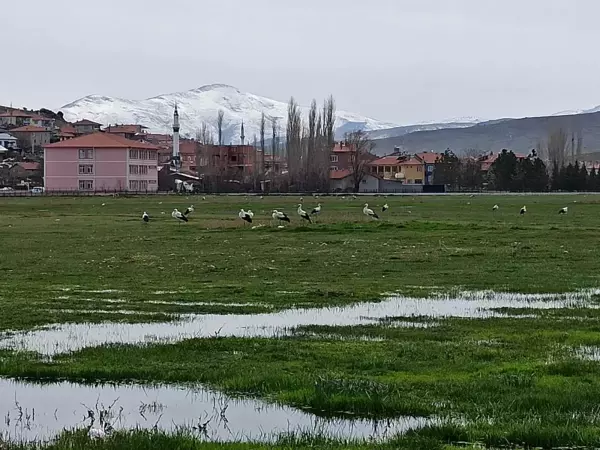 Leylekler göç yolunda Mahmut köyünde konakladı