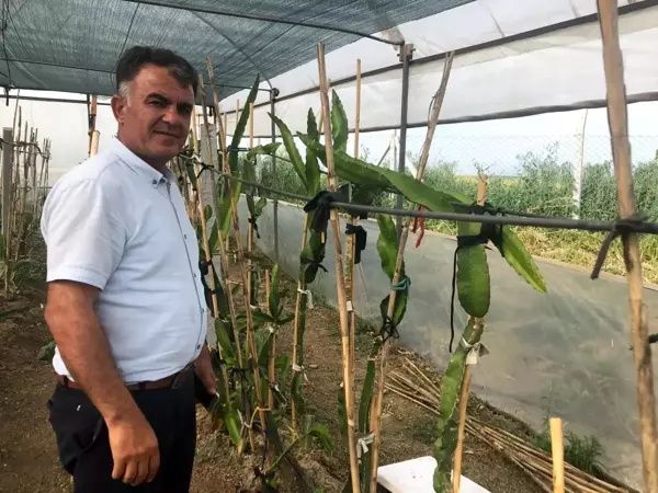 Denemek için diktiği ejder meyvesinin serasını kurdu! İlk sezonda 100 bin TL kazanacak