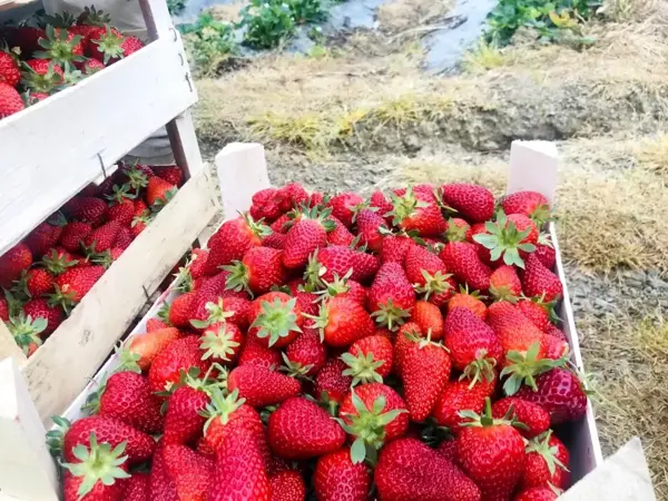 Çanakkale'de ilk çilek hasadı üreticinin yüzünü güldürdü