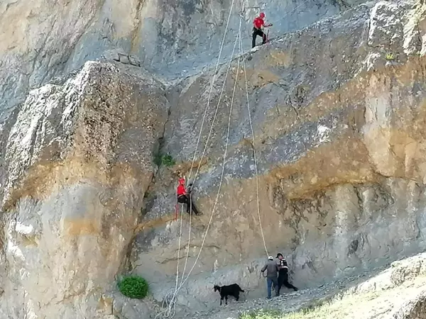 Kahramanmaraş'ta kayalıkta mahsur kalan hayvanları JAK timleri kurtardı