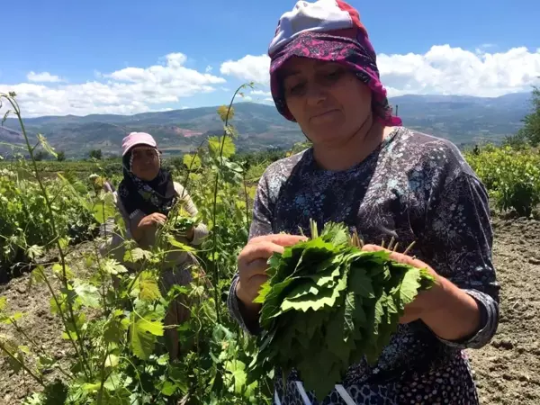 Tokat'ta asma bağ yaprağı hasadı başladı