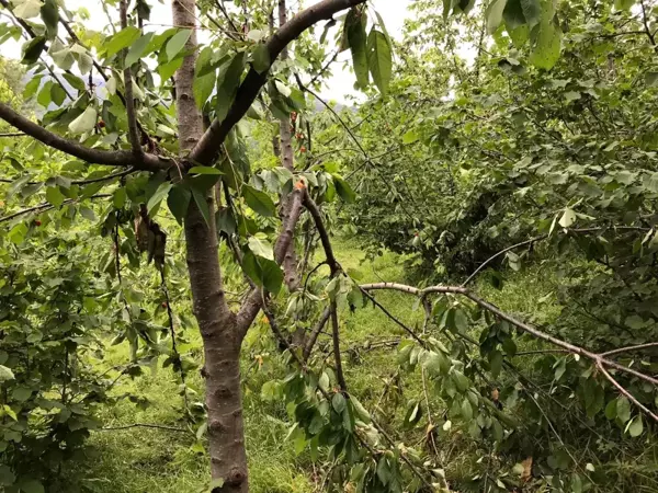 Ayı, önce mezarı şimdi de kiraz ağaçlarını talan etti