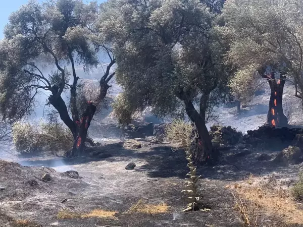 Söke'deki yangında 30 dönüm alan zarar gördü