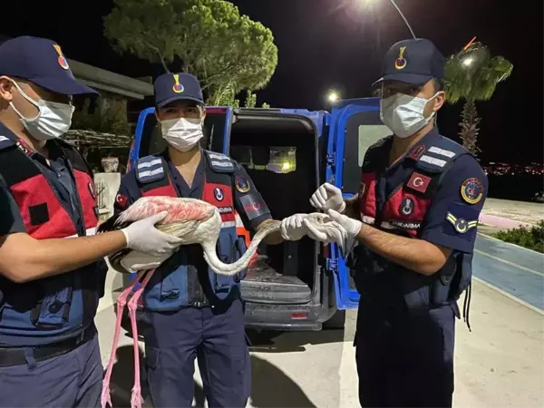 Devriye gezen jandarma yaralı flamingoya sahip çıktı