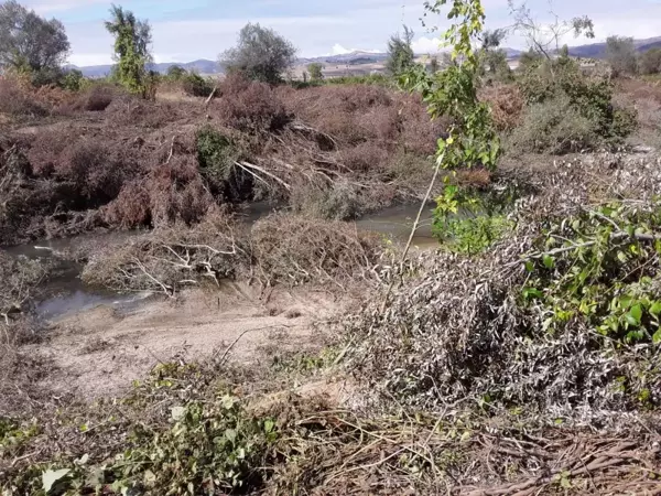 Bursa'da baraj kapakları kapanınca binlerce balık telef oldu