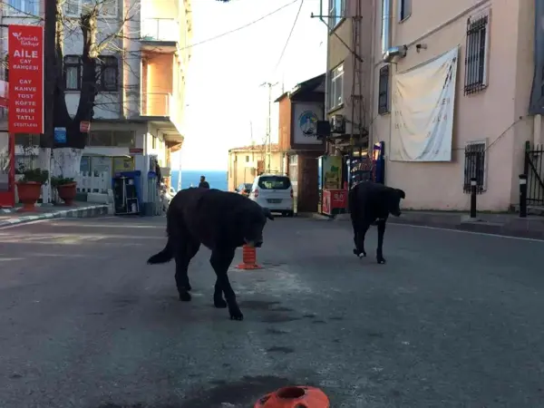 Rumeli Feneri Köyü'ne topluca bırakılan köpekler köylülerin korkulu rüyası haline geldi