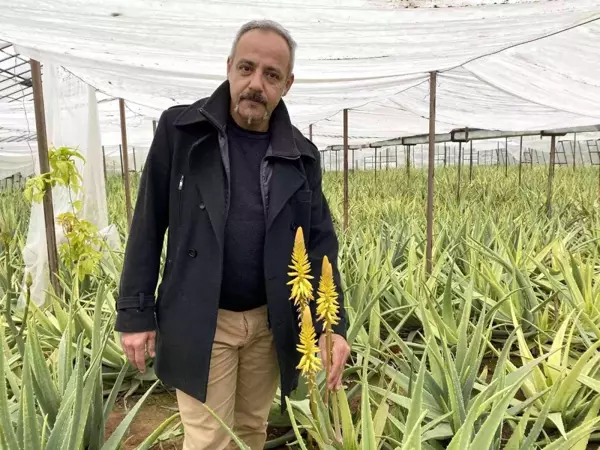 Yurt dışında görüp Antalya'da aloe vera yetiştirmeye başladı! Yıllık kazancı 15-20 milyon TL