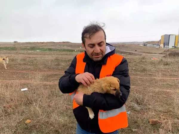 Her gün 50 kilometre yol giderek 400 köpeği besliyorlar