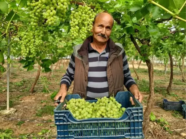 MERSİN'DE HASADI YAPILAN İLK ÜZÜM RUSYA VE KATAR'A GİTTİ