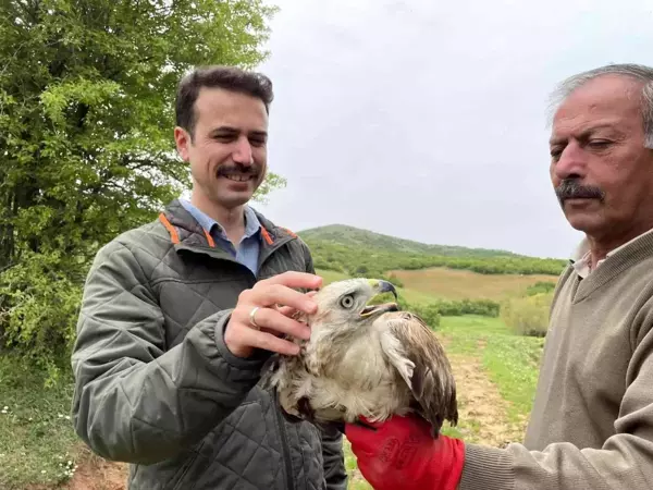 Kızıl şahin, 2 aylık tedavisinin ardından doğaya salındı