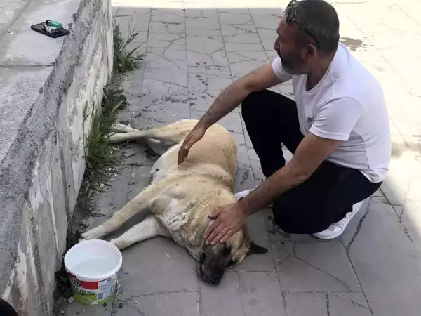 Sokak köpeği 'Kocakız' için vatandaşlar seferber oldu