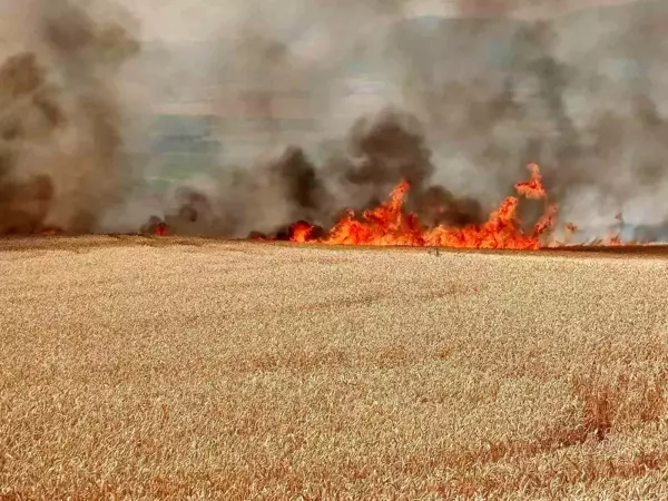 Tekirdağ'da 300 dönüm buğday tarlası alev alev yandı