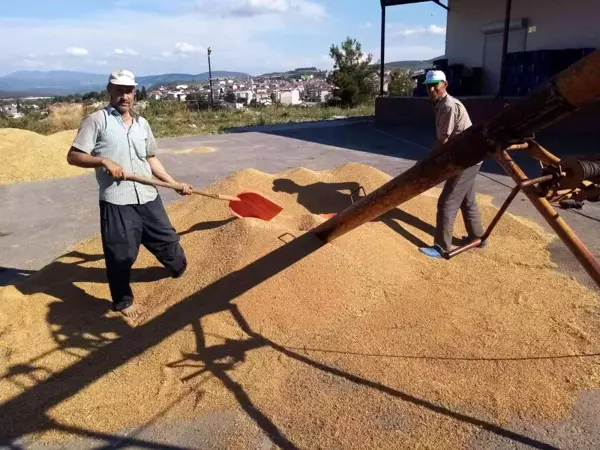 Osmaneli'de buğday hasadı başladı