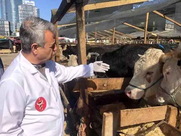 Kağıthane kurban pazarında hayvanlar sağlık kontrolünden geçirildi