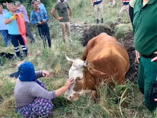 Su kuyusuna düşen inek, 40 dakikalık çalışmayla kurtarıldı