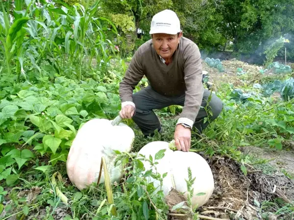 Kütahya yerel haberi... Hisarcık'lı çiftçi 30 kiloya yakın dev bal kabakları yetiştirdi