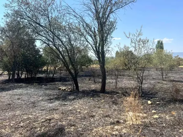 Burdur'da 100 adet meyve ağacı ve 50 dönüm arazi yandı