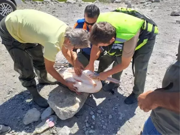 Sulama göletinde mahsur kalan yaralı pelikan kurtarıldı