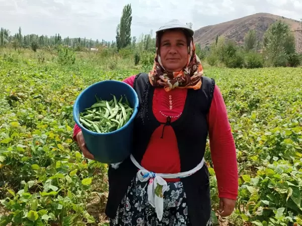 Şuhut'ta Fasulye Hasadı: Üreticinin Yüzü Güldü, İşçilerin Talebi Artış