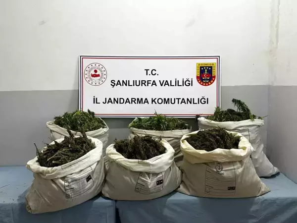 Şanlıurfa'da mısır tarlasında 65 kilogram esrar ele geçirildi